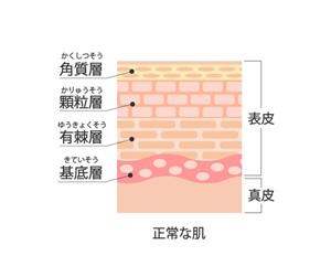 角層の図